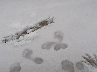 My bare footprints in the snow.